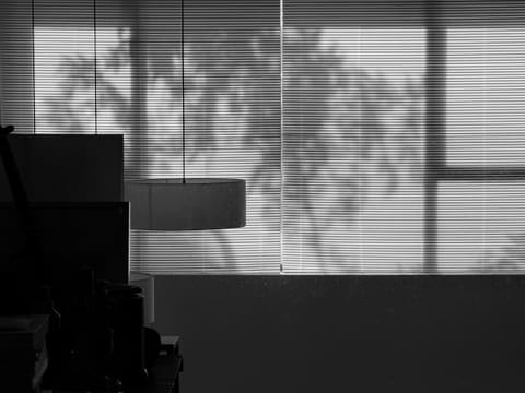 Roller, Roman & Zebra Blinds: shadows of trees on blinds by a window