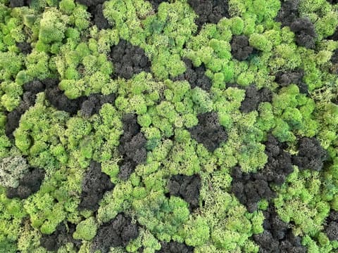 Lush green wall with hanging moss balls and plants