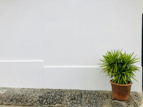 Skirting & Profiles: a potted plant sitting on top of a rug