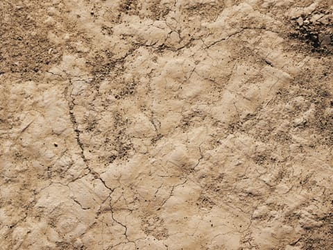 a close-up of a desert